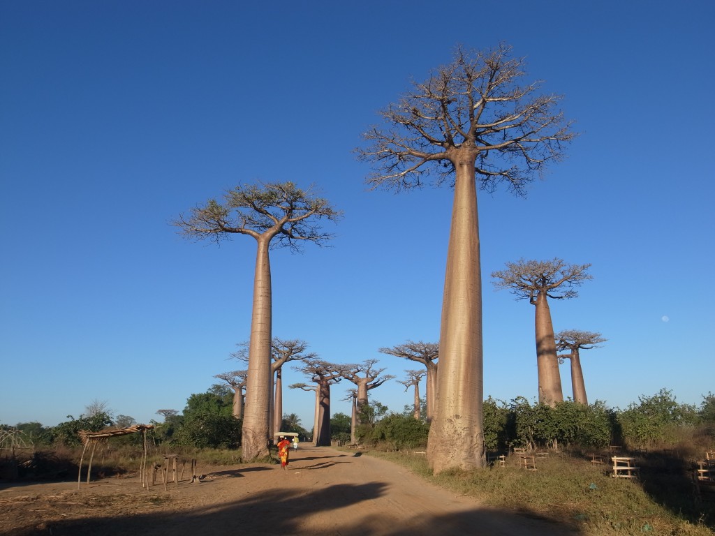 マダガスカルのばおばぶの木
